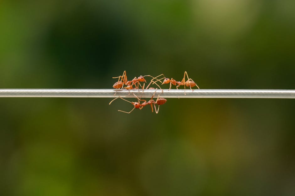 Child carefully adding ants to the Giant Ant Farm using a small shovel